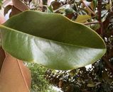 1 Gallon Bag Heat Treated Magnolia Leaf Litter