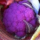 Golden Hills Farm® (AVG 500-2000) seeds Cauliflower Violetto (Violet) Seeds