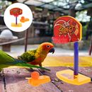 Best Deals on Parakeet Food and Chicken Toys