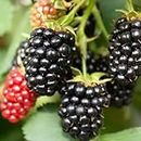 200+ BlackBerry Seeds for Planting - Non-GMO Seeds - Organic BlackBerry Seeds to Plant for Garden Outdoor - Sweet,Healthy Fruit