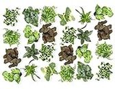 Easy to Grow Houseplants (24 Pack) Live House Plants in Plant Containers, Growers Choice Plant Set in Planters with Potting Soil Mix, Home Décor Planting Kit or Outdoor Garden Gifts by Plants for Pets