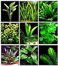 25 piante vive per acquario / 9 diversi tipi – Echinodorus amazonicus, Anubias, felce di Giava, Ludwigia e molte altre Un bel gruppo di piante acquatiche per acquari da 45 – 68 litri.