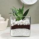 FlowerAura Decorative Air Purifying Sansevieria Snake Live Terrarium Plant In Glass Pot For Living Room, Table Corner, Balcony, Office/Home Decor And Gift's For Special Occasions (Same Day Delivery)