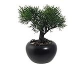 kunstpflanzen-discount.com Mini bonsaï cèdre d'environ 19 cm de haut dans un pot en céramique de qualité supérieure avec galets – Petit bonsaï artificiel réaliste