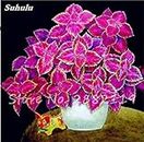 100pcs orchid seed flower seeds and rare home garden Phalaenopsis buyirettadachina plants in orquidea vase Seally mixed colors semi -orchid: only seeds not a live plants