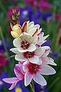 Radha Krishna Agriculture Imported Variety Ixia Flower Bulbs, African Corn Lily, Wand Flower Bulbs for Home Gardening | Grow All Season Flower Bulbs Pack of 2 Flower Bulbs