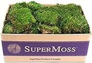 SuperMoss (21538) Mood Moss Preserved, Fresh Green, 3lbs