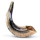 Natural Ram Horn Shofar with Curved Top and Ridges Ship From Israel