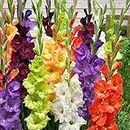 30 x Gladioli Mixed Bulbs - Collection of Colours - Gladioli Mixed Summer Flowering Bulbs for Gardens - Ready to Plant - by Woodland bulbs® (Free UK P&P)