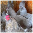 5 Fertilized Lavender Ameraucana Chicken Hatching Eggs (NPIP Certified)