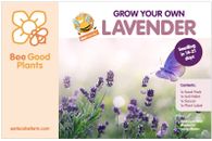 Grow Your Own Lavender Flower Kit - Indoor Windowsill Gardening Seeds Gift