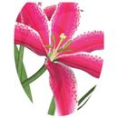 Toilet Tattoos Themes Stargazer Lily Toilet Seat Sticker, Lid Decal in Pink | 12 W x 15 D in | Wayfair TT-1104-O