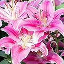 6 Pack Flower bulbs - Giant Stargazer Kissed Flower Lily Perennial Bulbs - Petals With Deep Fuchsia In The Middle Fading To Light Pink Trimmed In White - Easy to Grow Flowers for Your Home and Garden