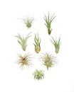 Shop Succulents Assorted Air Plant (Collection of 8)