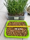 Elephant garlic seeds for planting (50 seeds)