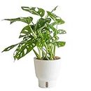 Costa Farms Little Monstera Plant, Easy to Grow Houseplant, Live Indoor Plant Potted in Cute Garden Plant Pot, Potting Soil, Housewarming Gift, Home, Office, and Tropical Room Decor, 12-Inches Tall
