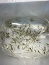 200 Live Feeder FRESHWATER Grass Ghost Shrimp ( Palaemon Paludosus)