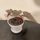 Begonia Coccinea Pink Mink/Angel Wing Live House Rooted Plant in 5” Pot