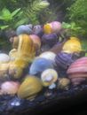 Mystery Snails Live Clutch Hybrids Vivid Colors 300+Eggs Guaranteed Hatch 7 Days