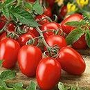 80 Unids Romas Semillas de Tomate Home Garden Yard Delicioso Nutritivo Vegetal Planta Flor Fruta Árbol Vegetal Semillas Semillas de tomate 80 piezas