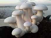 Grenfel® Mushroom 850 Gm White Milky Mushrooms 1st Generation Spawn/Seeds Mycelium +Medicine kit Spores Edible CO2 Variety