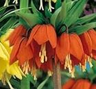 50 Crown Imperial Seeds Fritillaria Imperialis Premier Seeds Easy To Grow Home Garden Ground Cover Seeds Seed + Mystery Gift: Only Seeds