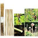 Nti 20 x KINGFISHER Bamboo Canes | Home | Garden | 120cm | Strong | Thick | Plant | 4FT Support Stick | DIY | Tie | Agriculture Plant Garden Supplies | Flexible | Gardening Craft UK FREE P&P