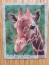San Diego Zoo Giraffe Souvenir Refrigerator Fridge Magnet
