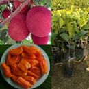 25+ Red Jack Fruit Seeds Ceylon Rare Non GMO Jackfruit Seeds for Plant / Cook
