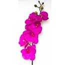 Live Hot Pink Orchid Pottery, Live Indoor Plant, Long-Lasting Fresh Flowers, Easy to Grow Gift for Wife, Mom, Her
