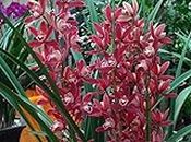 25 Cymbidium pink orchid flowers: Only Seeds Not A Live Plants