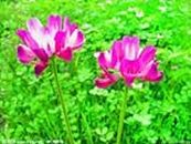 500 Semi cinese Milkvetch Astragalus sinicus, piante bonsai semi Casa e giardino fai da te