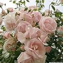 New Dawn Climbing Rose Bush - Reblooming Pink Flowers, Own Root 1.5 Gallon Potted Live Rose Plant Easy to Grow