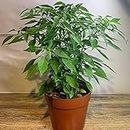 SEEDTREES Live Real Vegetable Organic Green Chilli Plant For Home Garden Live Plant pack with black pot 3 inch size