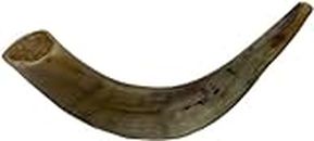 Authentic & Kosher Polished Ram's Horn Shofar from Israel (10" - 12")