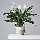 Peace Lily 'Alana' Plant - Spathiphyllum Plant 40-50cm in Height - Potted Lily Houseplant