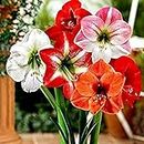 Kraft Seeds Amaryllis Lily Flowering Bulbs (Multicolor, 3 Bulbs) | Fragrant Flower Bulbs for Home Gardening | Bulbs for Indoor Home Decor | Flowering Bulbs | Fresh Bulb for Flower Pots