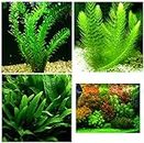 Aquatic Discounts - 3 Different Live Aquarium Plants - Anacharis + Hornwort + Java Fern BUY2GET1FREE!