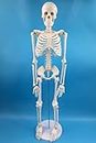 Alikeke Anatomy Lab Human Skeleton Model, 8" Mini Skeleton Replica Mounted to Base for Display, with Removable Skull Cap, Movable Arms and Legs, and Details of Human Bones