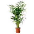 MorningVale Areca Palm tree live plant best indoor air purifying plant include pot