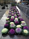 FLOWERING CABBAGE 'Ornamental Mix' 150+ seeds easy winter vegetable garden shade