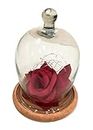 Generic Beauty and The Beast Artificial Rose