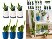3 Pcs Plant Pots Indoor Garden Home Planter With Saucers Decor Plastic Set of 3 