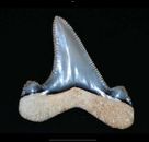 dente di squalo fossile Otodus auriculatus, Harleyille, NC, USA 
