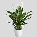 CAPPL Low Maintenance Live Peace Lily Plant | Air Purifying Spathiphyllum Indoor Plant with Flower Pot For Home, Office and Living Room