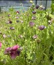 POPPY SEEDS 'Dusk Mix' 500+ Seeds Flower Garden