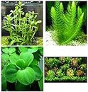 Aquatic Discounts - 3 Types of Super Easy/Beginner Live Aquarium Plants - Bacopa + Hornwort + Easy Floating Plants BUY2GET1FREE!