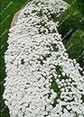 Germination Seeds: 1000Pcs/Bag Creeping Thyme White Seeds Perennial Ground Cover for Home Garden