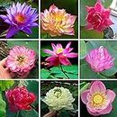 Aiden Gardens Mix Lotus Seeds Asian Water Flower Aquatic Plants Fragrance Blooming 10 Seeds