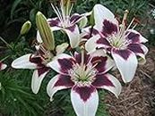 GARTHWAITE NURSERIES® : - 3 “Cappuccino” (Tango) Asiatic Lily Bulbs Garden Summer Perennial